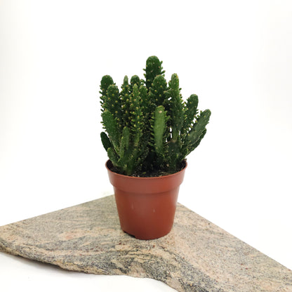 Prickly Pear Cactus: Opuntia monocantha - 5 inch pot