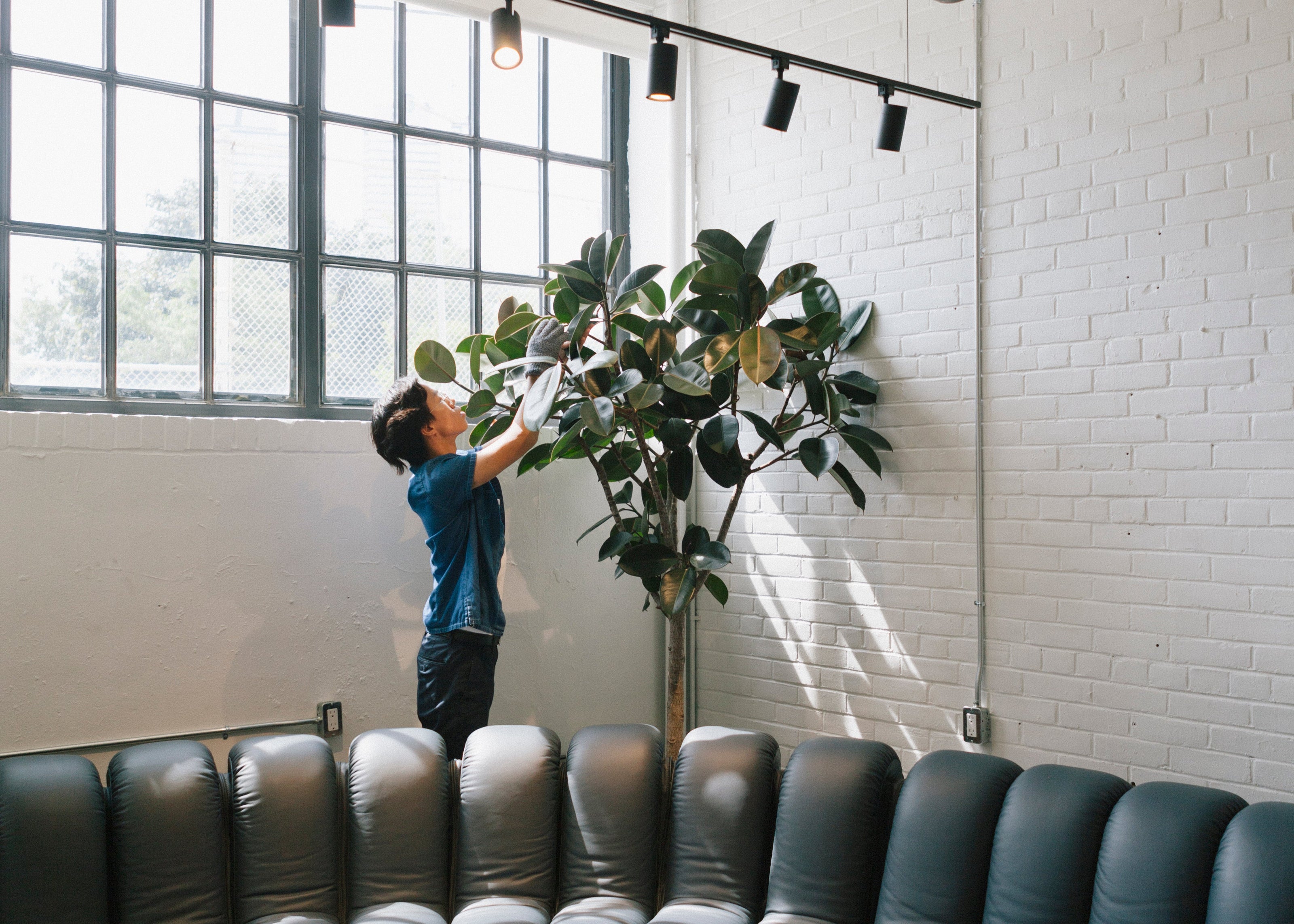 Person maintaining plants in a modern office setting with gray leather couches and large windows.
