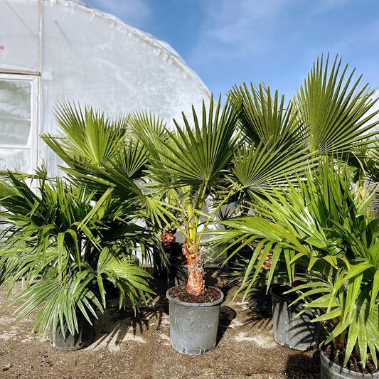 Mexican fan palm (Washingtonia robusta) in a 14 inch pot. Indoor plant for sale by Promise Supply for delivery and pickup in Toronto