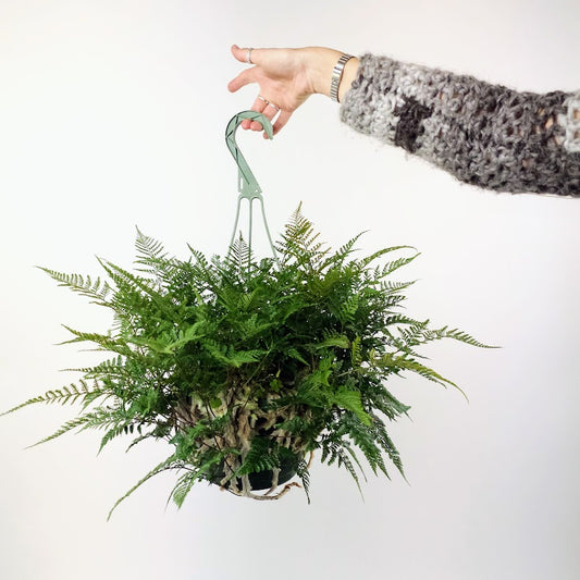 Rabbit's Foot Fern: Davallia fejeensis - 8 inch hanging pot