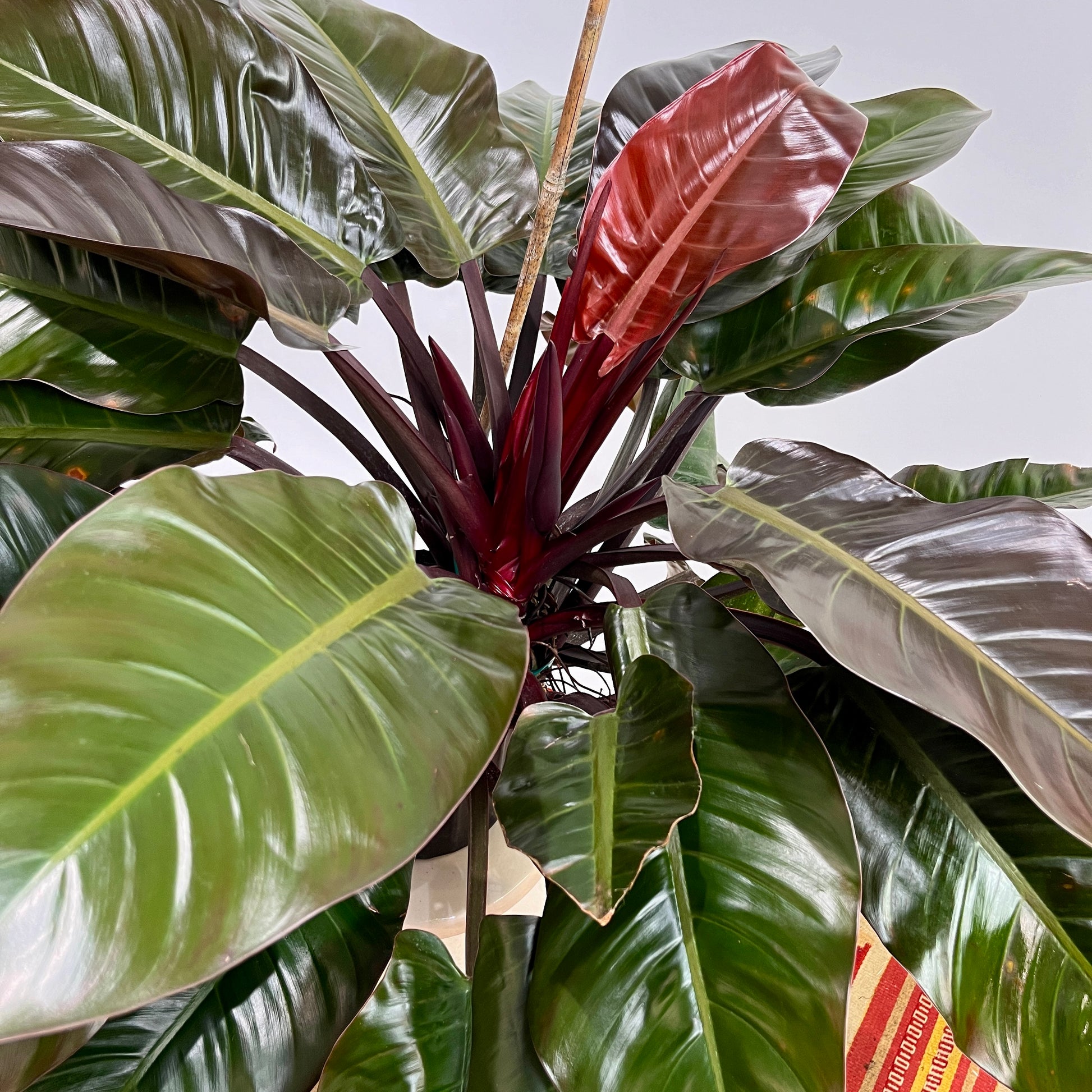 10 philodendron Red Imperial Philodendron - 10" Pot