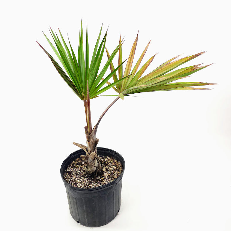 Red Lantan Palm: Latania lontaroides - 14 inch pot - 3 foot tall