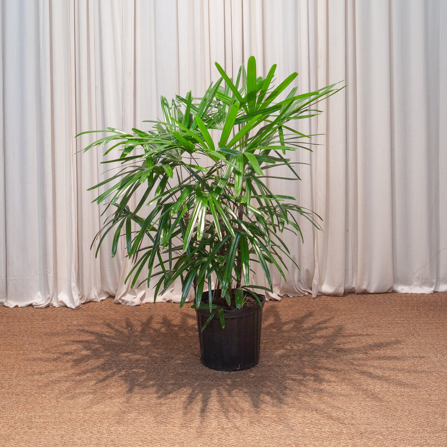 Lady Palm: Rhapis excelsa - 10 inch pot - 3-4 foot tall