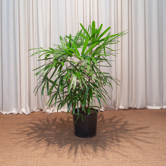 Lady Palm: Rhapis excelsa - 10 inch pot - 3-4 foot tall