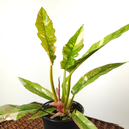 Ring of Fire: Philodendron ssp - 5 inch pot
