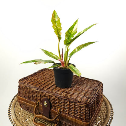 Ring of Fire: Philodendron ssp - 5 inch pot