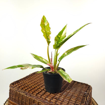 Ring of Fire: Philodendron ssp - 5 inch pot