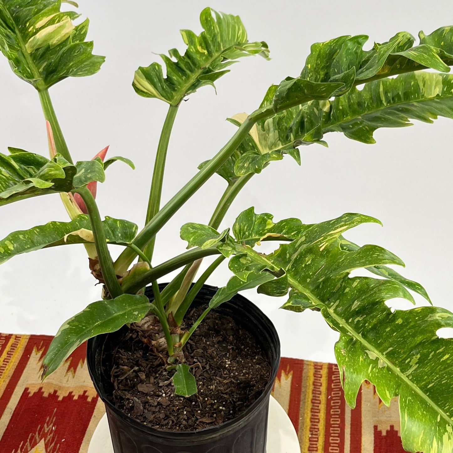 Ring of Fire: Philodendron ssp - 10 inch pot