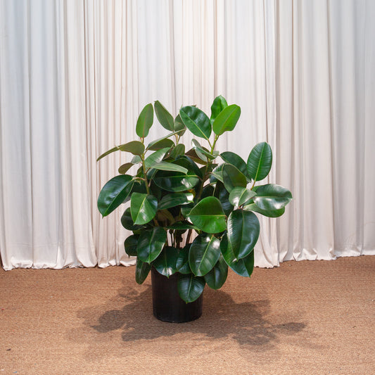 Robusta Rubber Bush: Ficus elastica - 12 inch pot - 3-4 foot tall