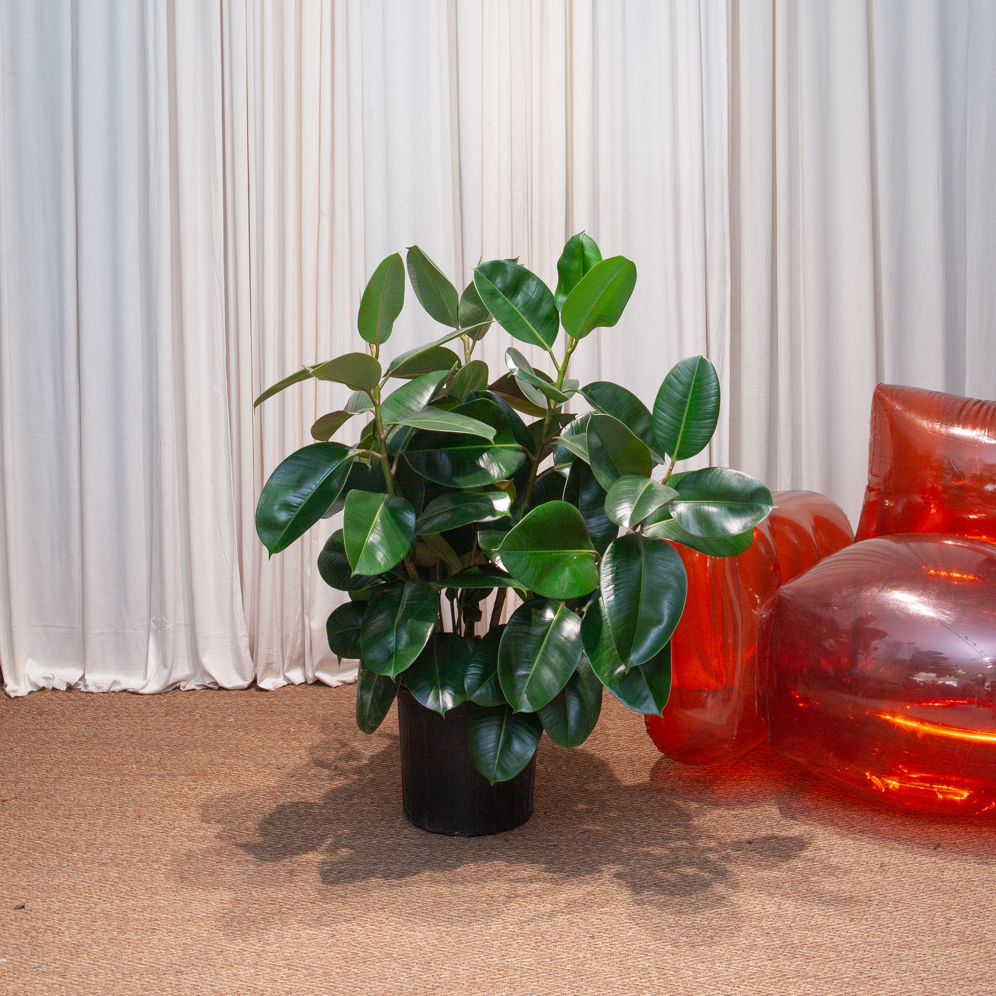robusta rubber tree Green Rubber Bush: Ficus Elastica - 12" Pot