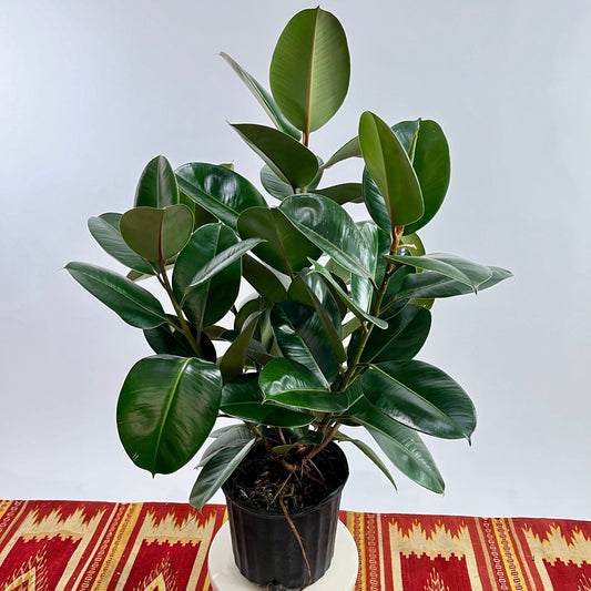 Robusta Rubber Bush: Ficus elastica - 10 inch pot - 2-3 foot tall