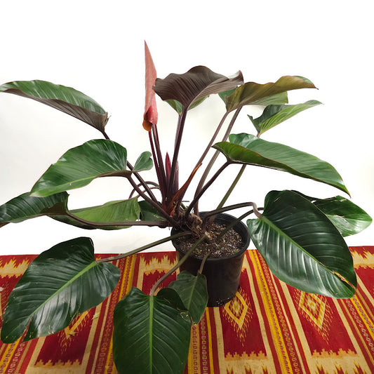 Rojo Congo Philodendron: Philodendron hederaceum - 14 inch pot