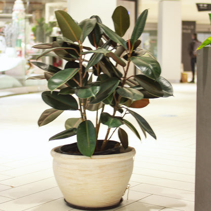 Burgundy Rubber Bush: Ficus elastica - 14 inch pot