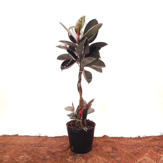 Braided Trunk Burgundy Rubber Tree: Ficus elastica - 12 inch pot