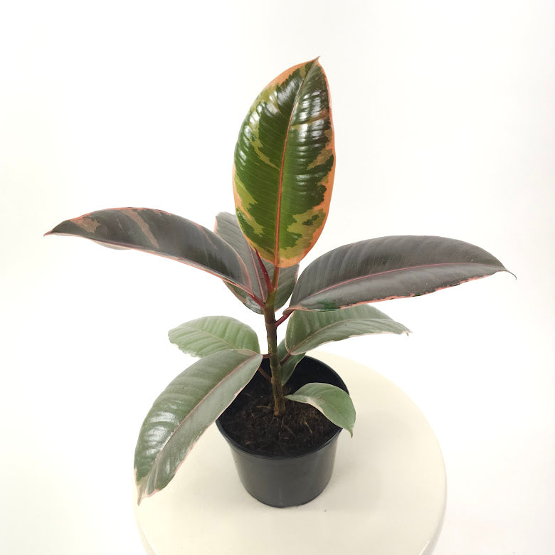 Ruby Rubber Plant: Ficus elastica - 5 inch pot