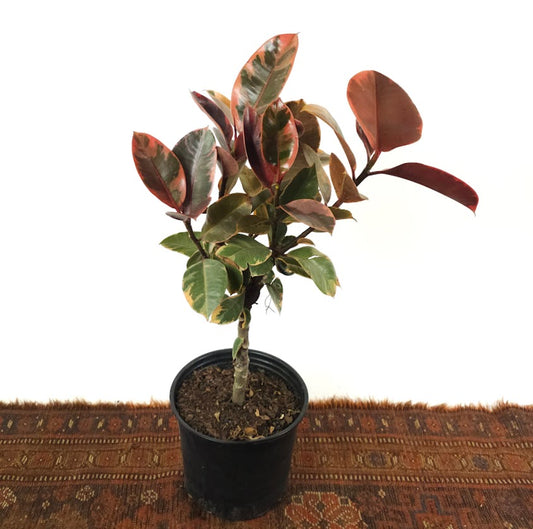 Ruby Rubber Tree: Ficus elastica - 8 inch pot - 2-2.5 foot tall