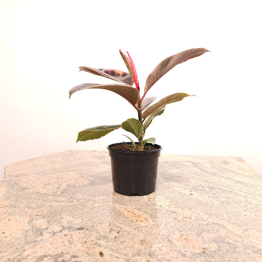 Ruby Rubber Plant: Ficus elastica - 5 inch pot