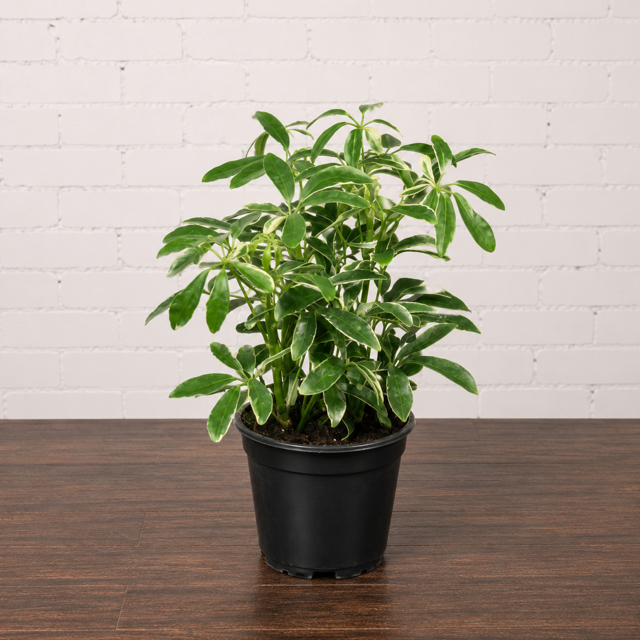 Variegated Dwarf Umbrella Bush: Schefflera arboricola - 5 inch pot