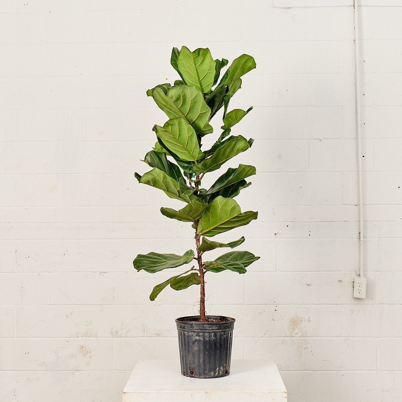 Fiddle Leaf Fig Column: Ficus lyrata - 10 inch pot - 2-5 foot tall