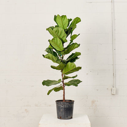 Fiddle Leaf Fig Column: Ficus lyrata - 10 inch pot - 2-5 foot tall