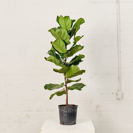 Fiddle Leaf Fig Column: Ficus lyrata - 10 inch pot - 2-5 foot tall