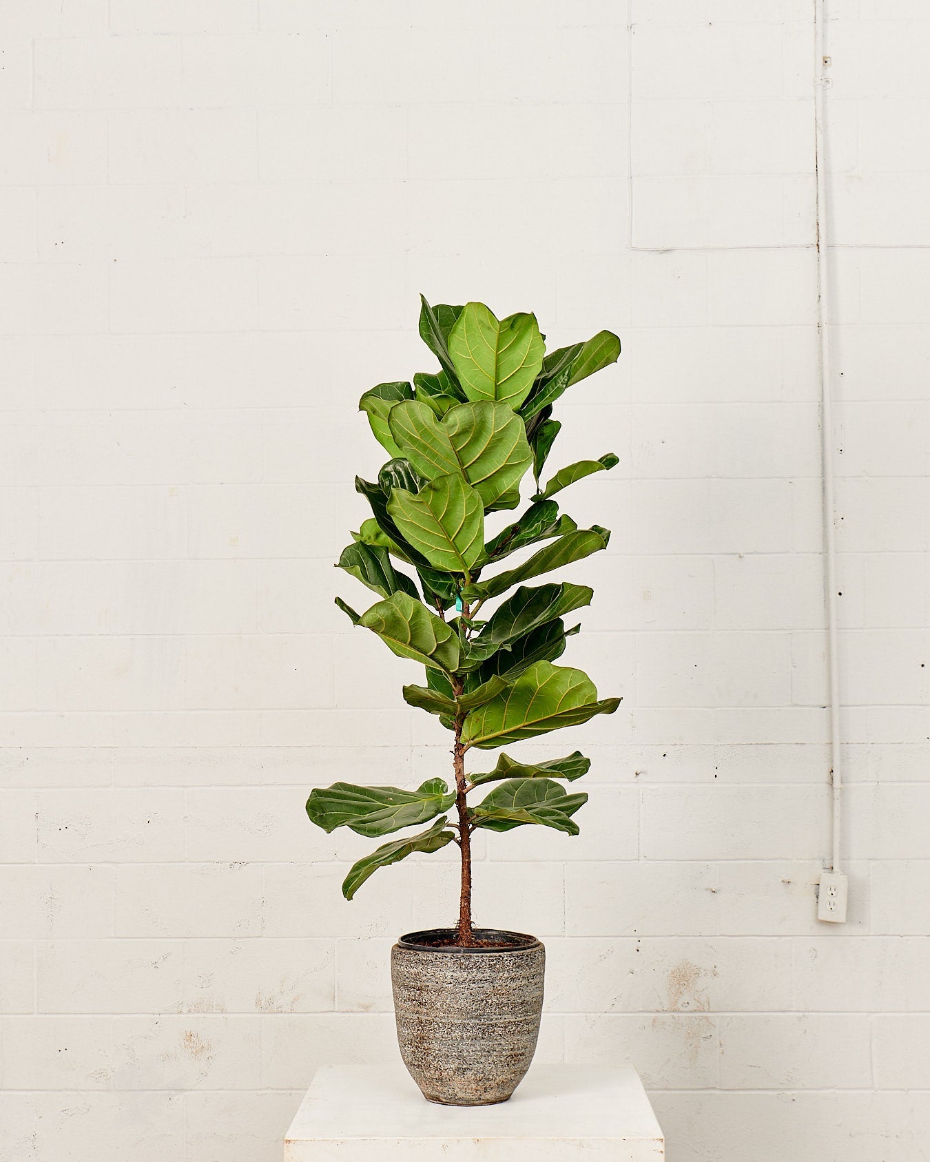 Fiddle Leaf Fig Column: Ficus lyrata - 10 inch pot - 2-5 foot tall