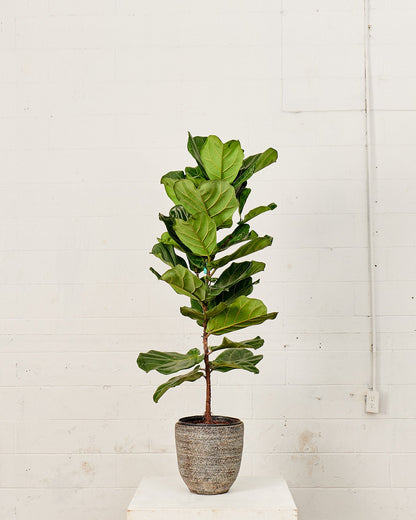 Fiddle Leaf Fig Column: Ficus lyrata - 10 inch pot - 2-5 foot tall