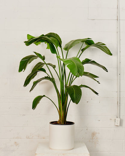 White Bird of Paradise: Strelitzia nicolai - 12 inch pot - 4.5-5 foot tall
