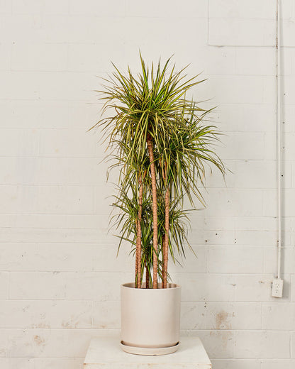 Kiwi Staggered Dragon Tree: Dracaena marginata - 12 inch pot - 5-6 foot tall
