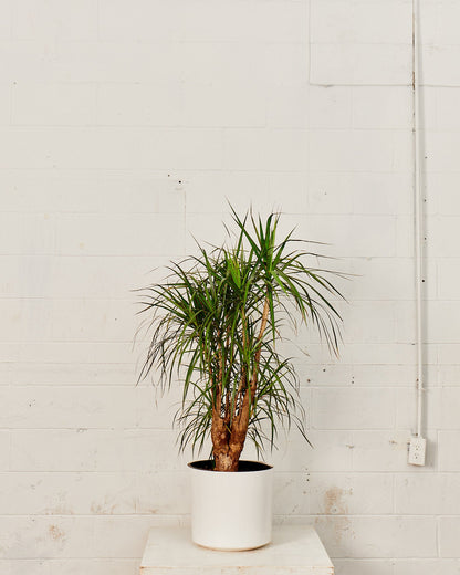 Dragon Tree Stump: Dracaena marginata - 10 inch pot - 4-4.5 foot tall