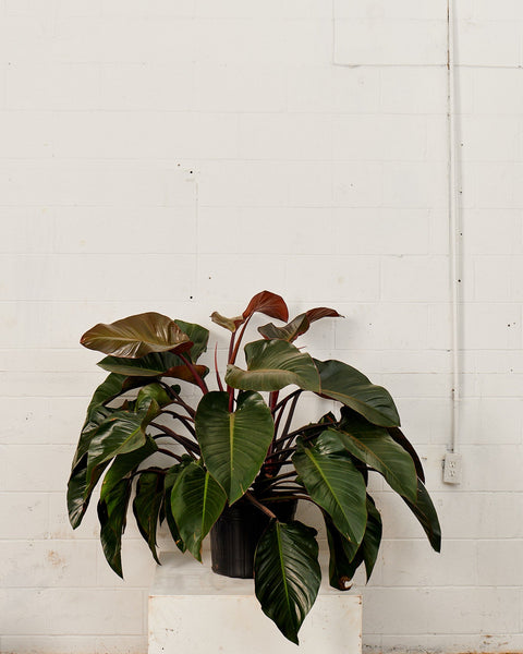 rojo congo philodendron in water Congo Rojo Red Philodendron - 14" Pot