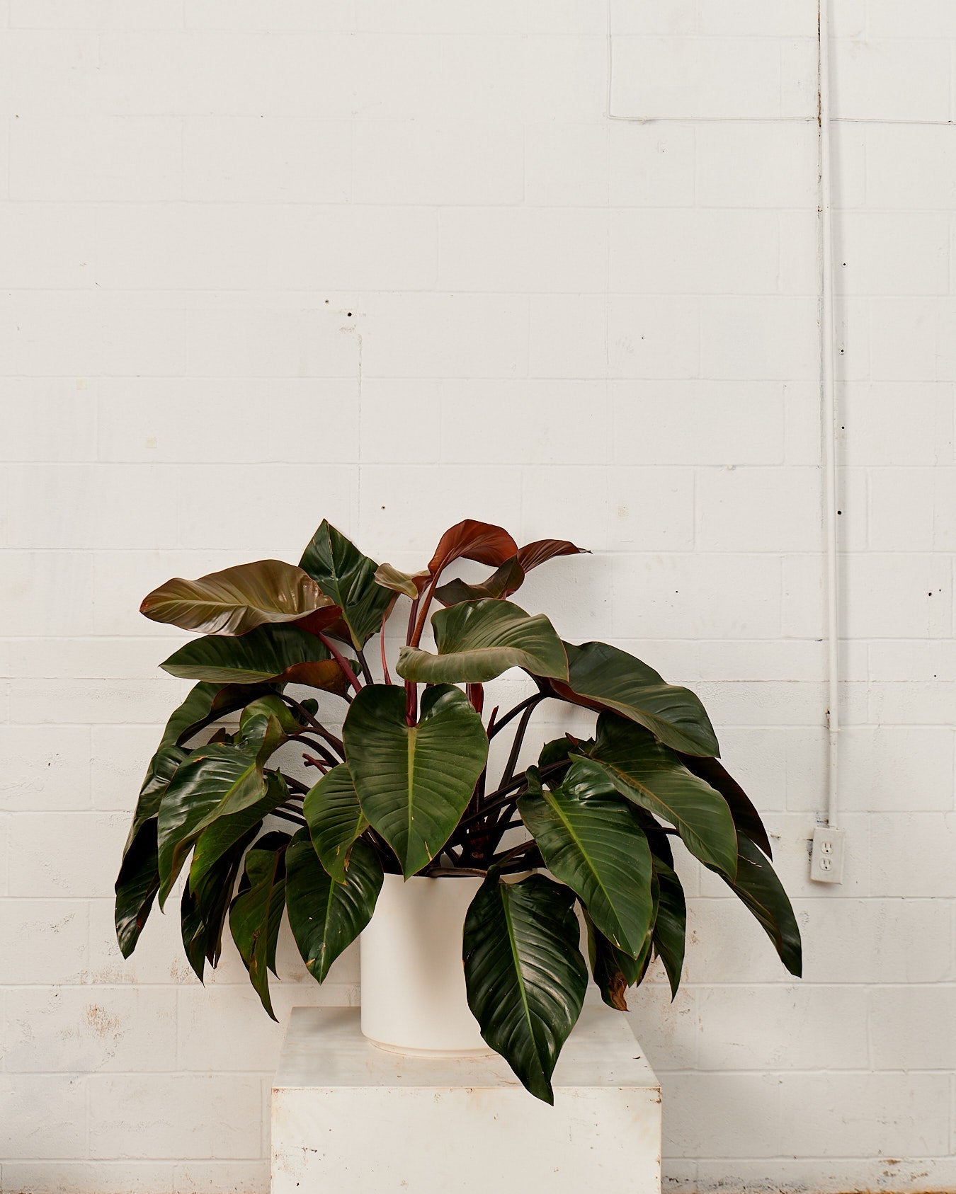 Congo Rojo: Philodendron hederaceum - 14 inch pot — plant in pot — indoor plant for sale by Promise Supply for delivery and pickup in Toronto.