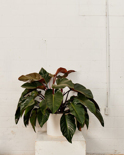 Congo Rojo: Philodendron hederaceum - 14 inch pot — plant in pot — indoor plant for sale by Promise Supply for delivery and pickup in Toronto.