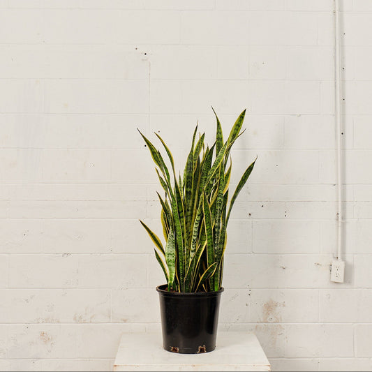 Yellow Snake Plant: Sansevieria trifasciata 'Laurentii' - 12 inch pot