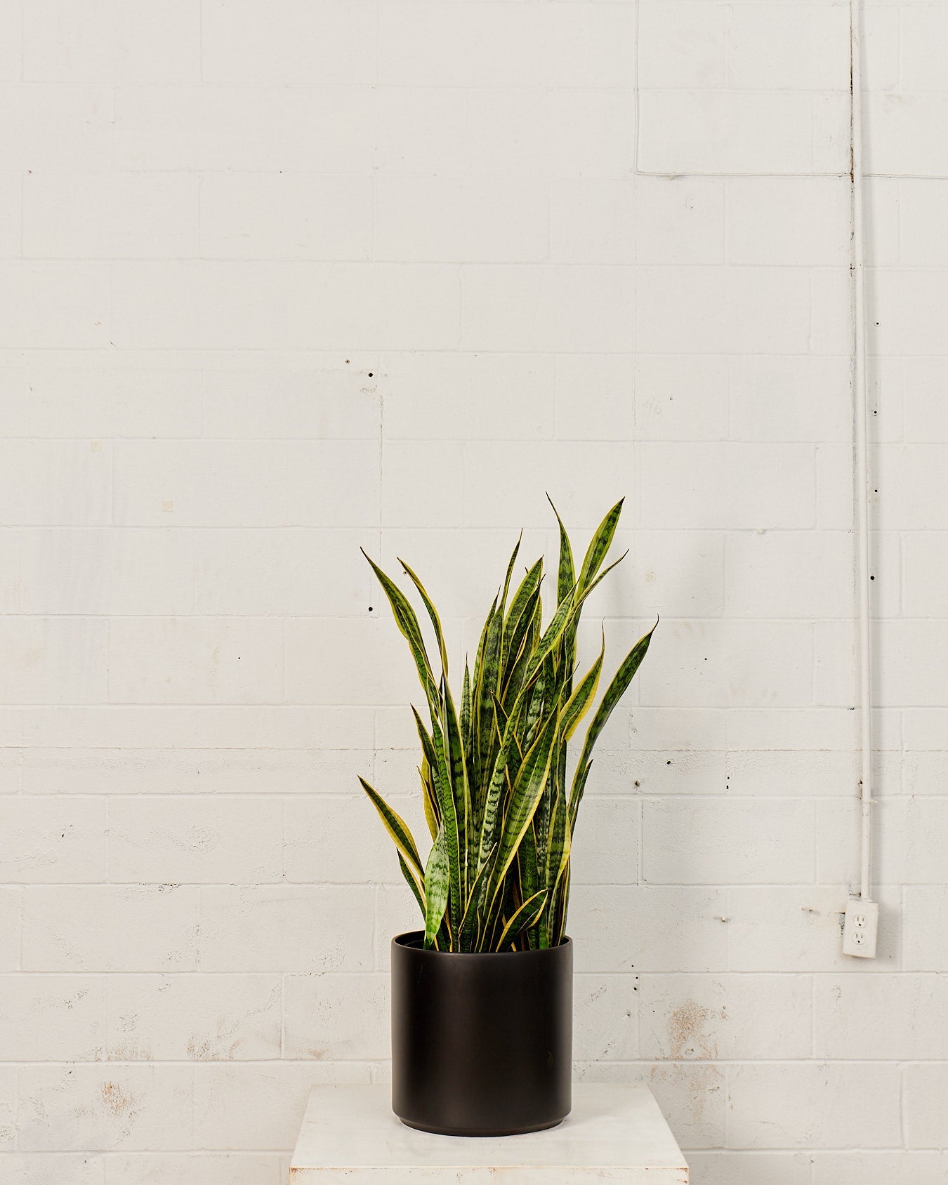 Yellow Snake Plant: Sansevieria trifasciata 'Laurentii' - 12 inch pot