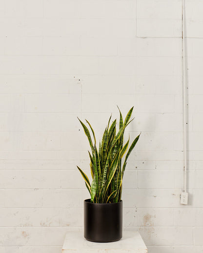 Yellow Snake Plant: Sansevieria trifasciata 'Laurentii' - 12 inch pot