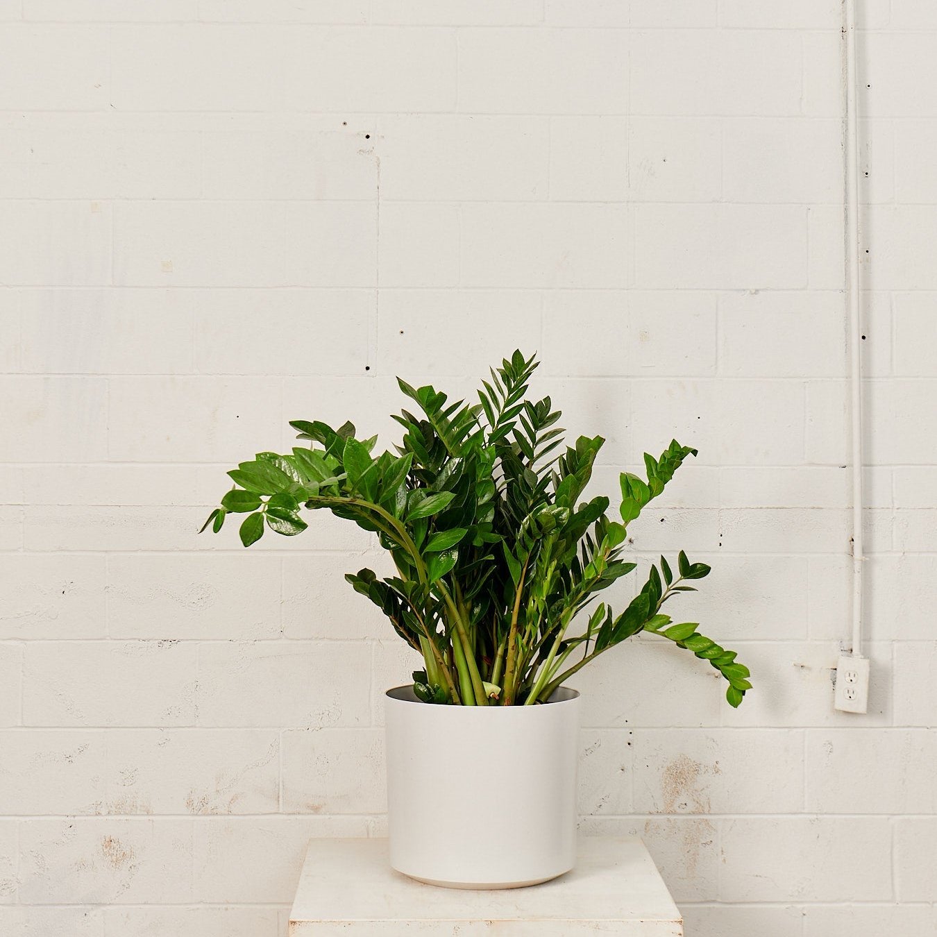 14 inch planter pot Atlas Plastic Planter – No Drainage – White/Black – 16 inch – Promise Supply