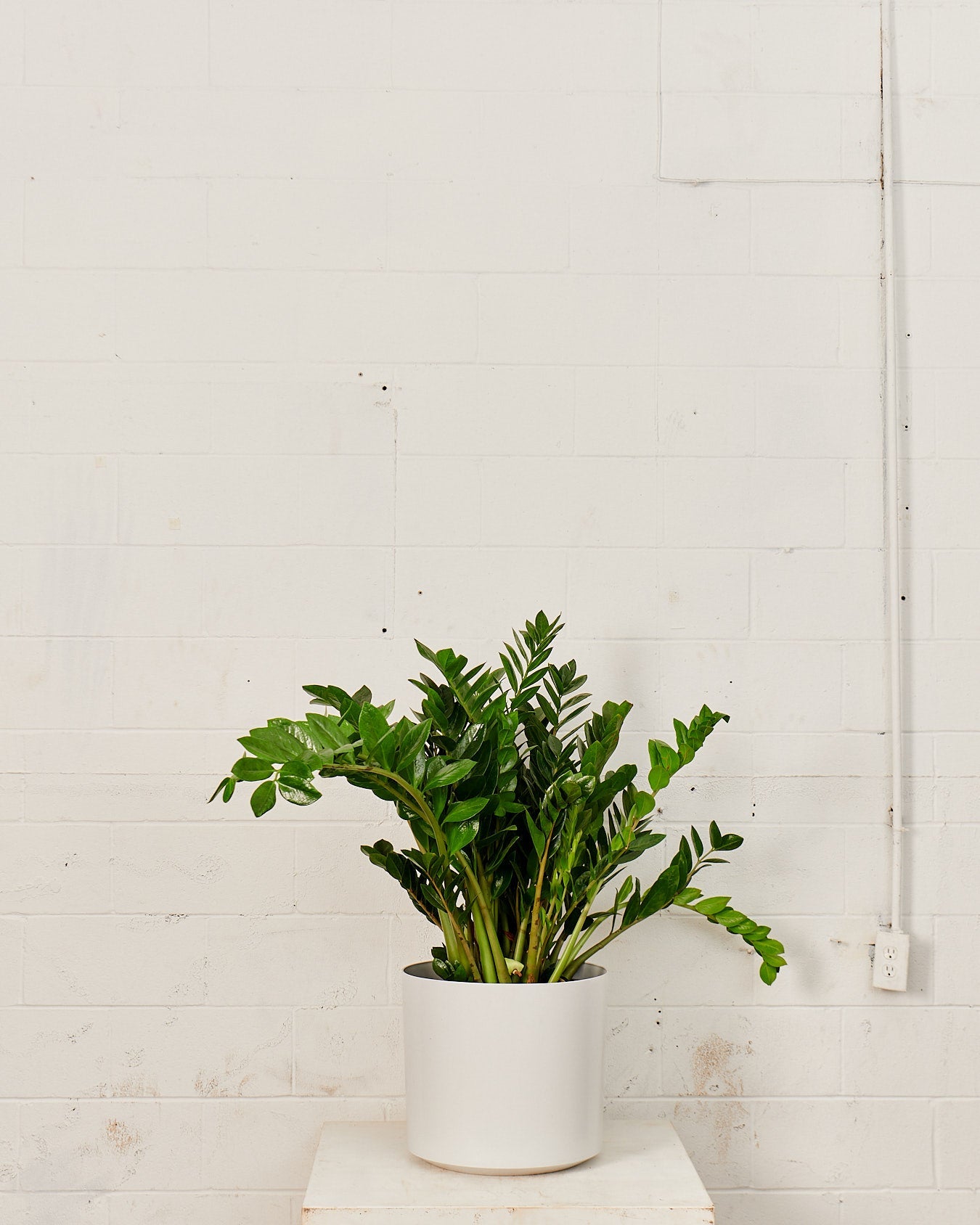 ZZ Plant: Zamioculcas zamiifolia - 12 inch pot - 2-3 foot tall