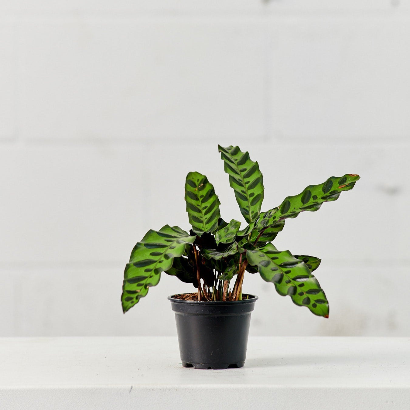 Rattlesnake Calathea: Goeppertia lancifolia - 5 inch pot — indoor plant — indoor plant for sale by Promise Supply for delivery and pickup in Toronto.