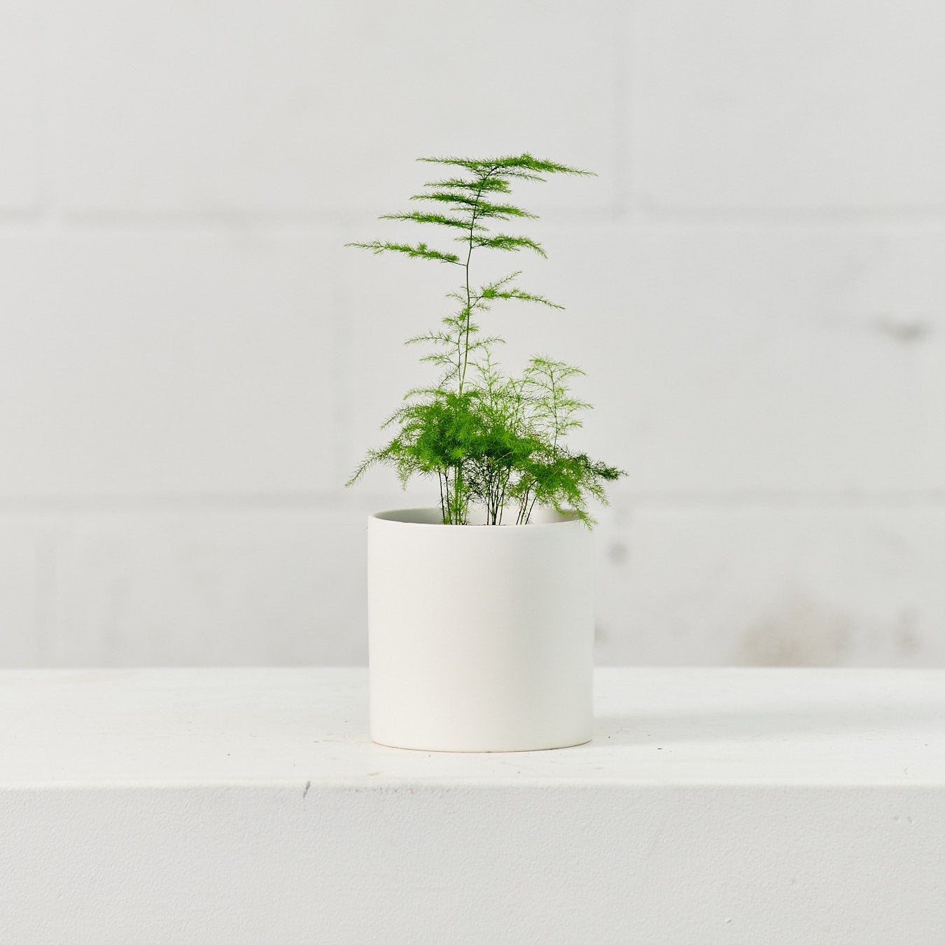 Cercle Pot fits up to 4 inch Nursery Pot