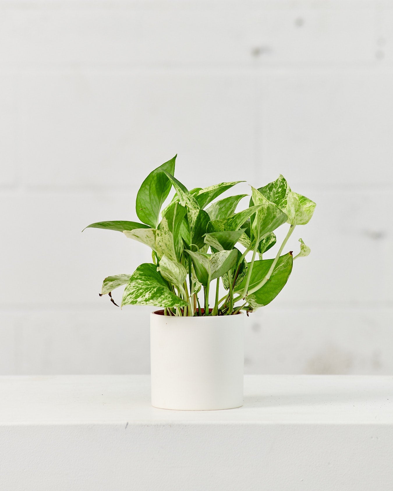 Marble Queen Pothos: Epipremnum aureum - 5 inch pot — plant in pot — indoor plant for sale by Promise Supply for delivery and pickup in Toronto.