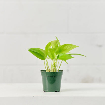 Neon Pothos: Epipremnum aureum - 4 inch pot — plant in pot — indoor plant for sale by Promise Supply for delivery and pickup in Toronto.