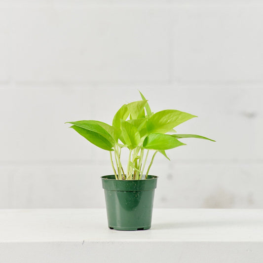 Neon Pothos: Epipremnum aureum - 4 inch pot — plant in pot — indoor plant for sale by Promise Supply for delivery and pickup in Toronto.