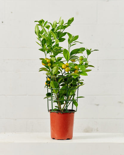Calamansi/Calamondin Bush: Citrofortunella microcarpa - 6 inch pot