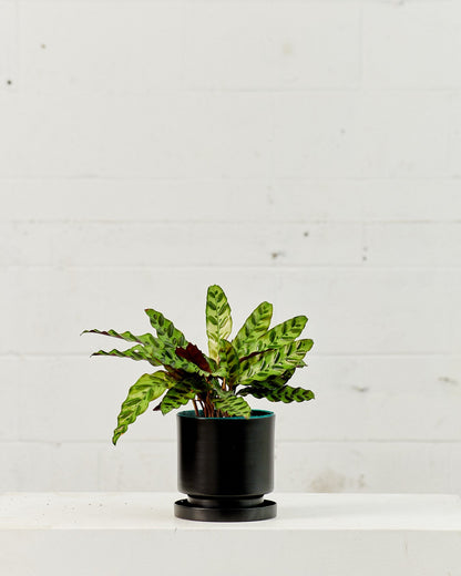 Rattlesnake Calathea: Goeppertia lancifolia - 6 inch pot