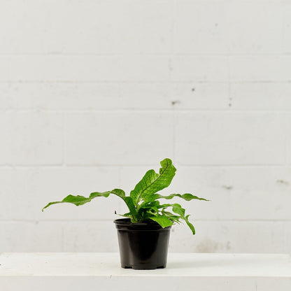 Crocodile Fern: Microsorum musifolium - 6 inch pot