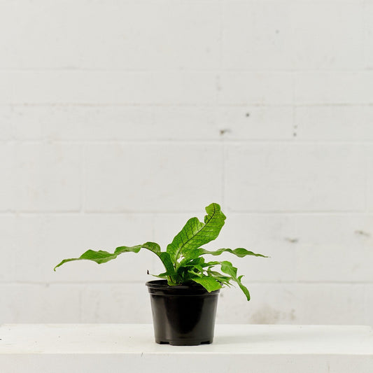 Crocodile Fern: Microsorum musifolium - 6 inch pot