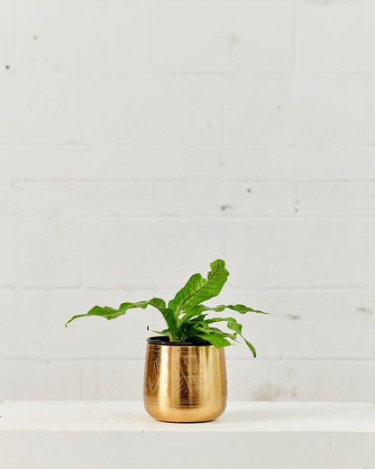 Crocodile Fern: Microsorum musifolium - 6 inch pot