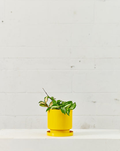 Crimson Princess Wax Plant: Hoya carnosa - 5 inch pot — plant in pot — indoor plant for sale by Promise Supply for delivery and pickup in Toronto.