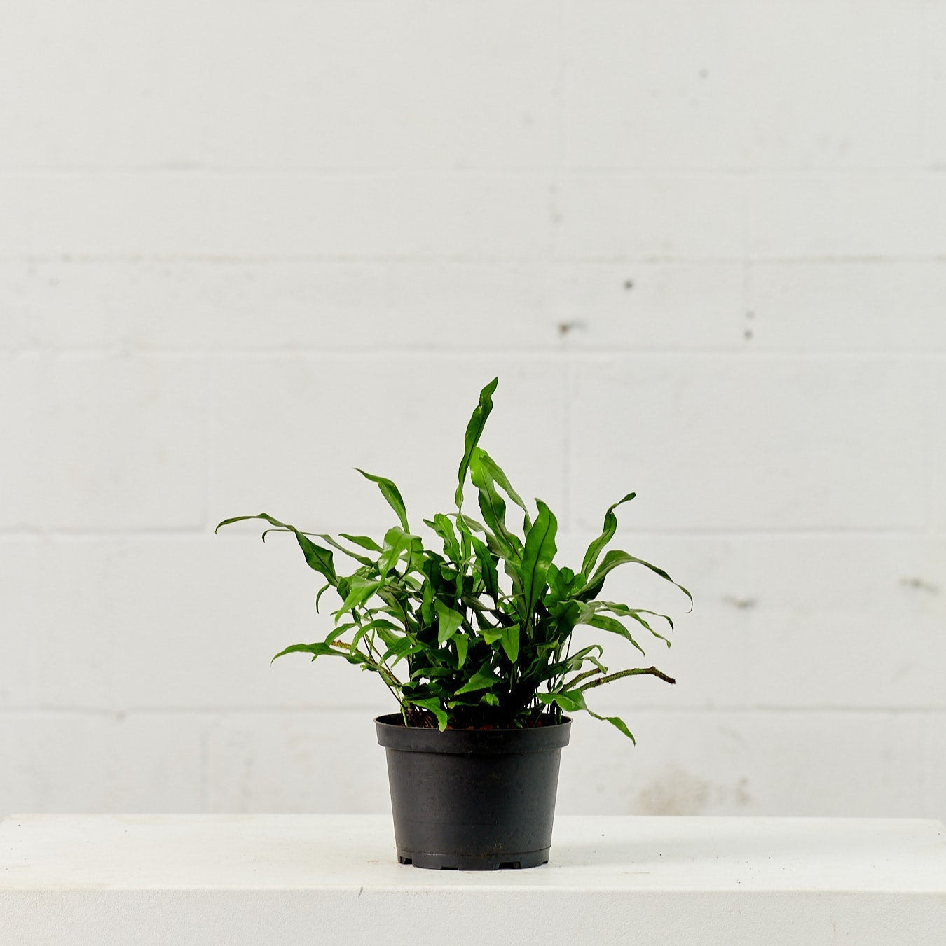 Kangaroo Paw Fern: Microsorum diversifolium - 6 inch pot — indoor plant — indoor plant for sale by Promise Supply for delivery and pickup in Toronto.